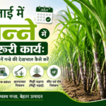 जुलाई में गन्ने में जरूरी कार्य