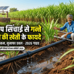 ड्रिप सिंचाई से गन्ने की खेती करते हुए भारतीय किसान